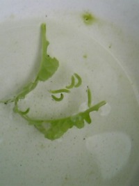 虫退治