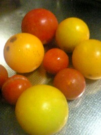 フルーツトマトの収穫