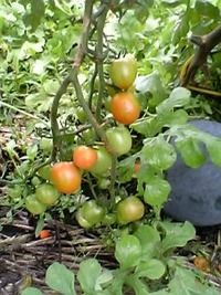 ミニトマトに酢