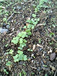 なんだか発芽