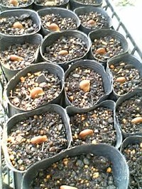 そら豆種まき