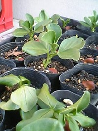 そら豆に霜