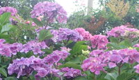紫陽花！