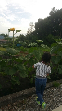 ひまわり咲きました！ 2017/07/06 01:43:23