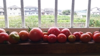 畑仕事 2017/09/25 12:58:17
