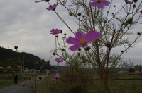 里山を歩いてみた。