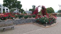中央公園の薔薇がきれいですねぇ(#^.^#)