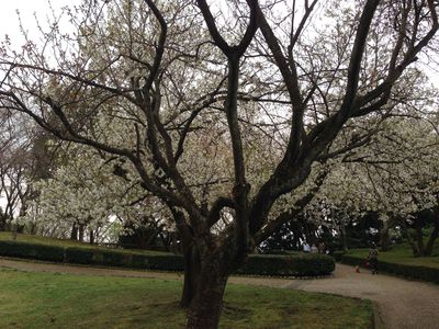 岩本山公園④　3月～4月のお花たち(=^・・^=)