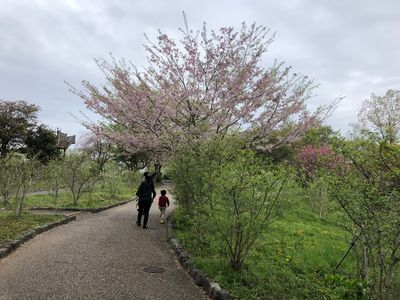 岩本山公園④　3月～4月のお花たち(=^・・^=)