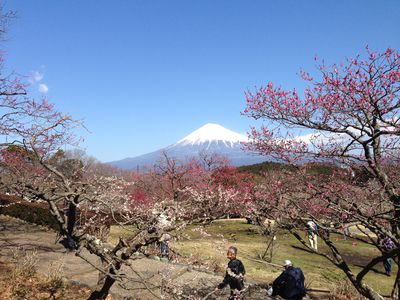 岩本山公園②　梅の頃の写真たち