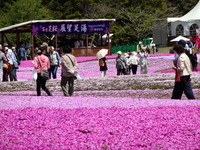 富士芝桜祭り