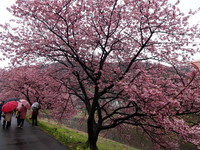 河津桜