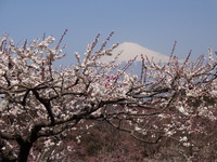 岩本山