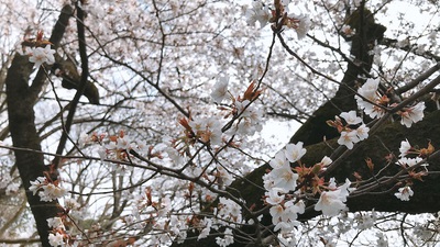 桜その2