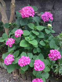 紫陽花