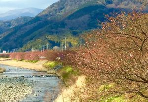 【河津桜のイベントが始まりました】2/10（水）～3/10（木）