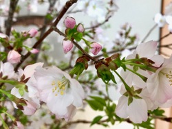 2月4日現在の河津桜の開花状況