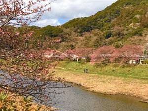 2月4日現在の河津桜の開花状況