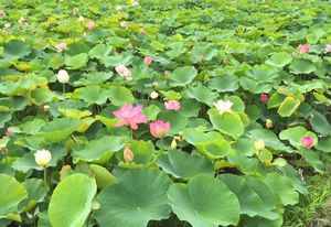 南伊豆加納の古代ハスの花が咲きました♪