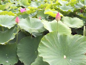 南伊豆加納の古代ハスの花が咲きました♪