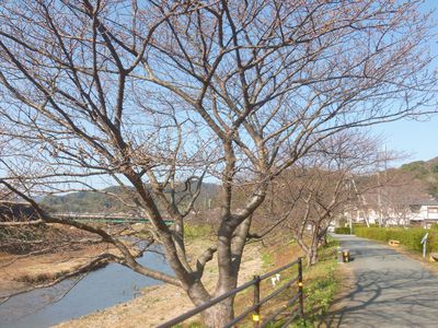 河津桜のイベントが始まります！