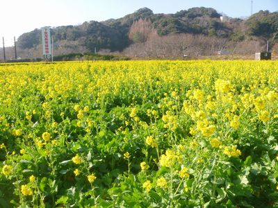 河津桜のイベントが始まります！