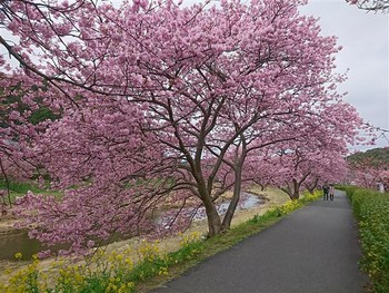 河津桜　見頃となっております！