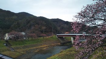 河津桜　2月1日現在　場所によっては5分咲になっております。