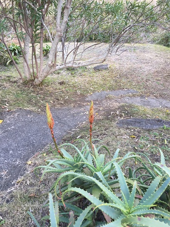 入田浜のアロエの花　その3