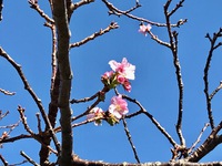 季節はずれの河津桜♪