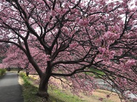 ～みなみの桜と菜の花まつり～　かなり見ごろです♪