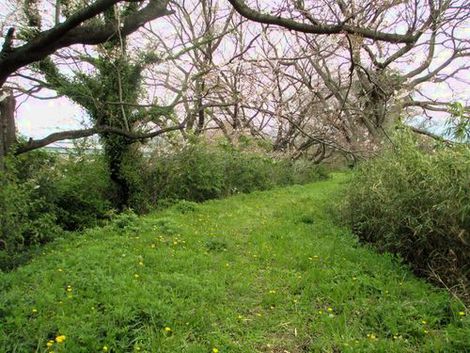 さくらがチラホラ咲き出したよ♪富士市静岡県ユニフォーム作業服屋ツバメヤ山神社依田原厚原01