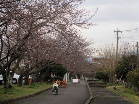 さくらがチラホラ咲き出したよ♪富士市静岡県ユニフォーム作業服屋ツバメヤ山神社依田原厚原02