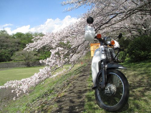 ソメイヨシノが満開です！作業服ツバメヤ静岡県富士市吉原ユニフォーム00