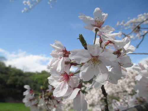 ソメイヨシノが満開です！作業服ツバメヤ静岡県富士市吉原ユニフォーム01