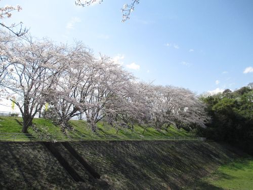 ソメイヨシノが満開です！作業服ツバメヤ静岡県富士市吉原ユニフォーム02