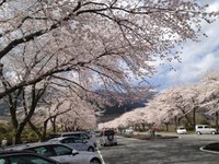富士霊園の桜が見頃です。