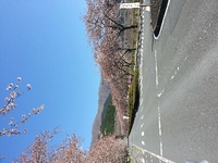 桜最新情報