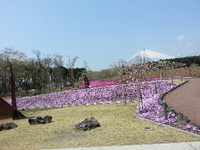 芝桜がますます綺麗になってきました。