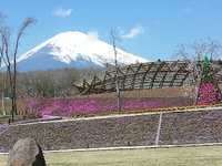 芝桜が綺麗です。