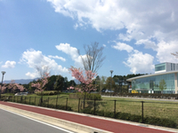満開はこれから