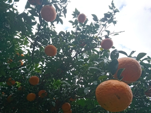 紅甘夏！収穫中～！