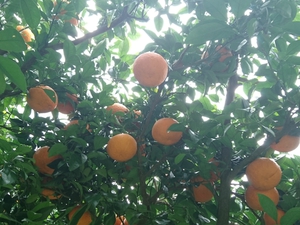 紅甘夏！収穫中～！