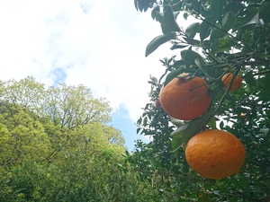 紅甘夏！収穫中～！