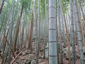 旬のタケノコです！