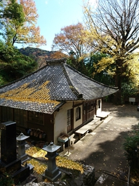 涅槃堂@河津町沢田 の黄葉！