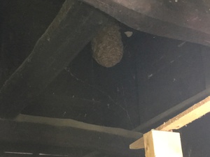 天井裏にワクワク