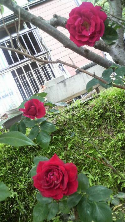 わっ！咲いちゃったぁ♪