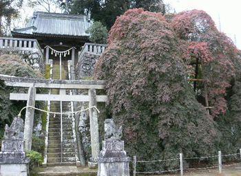 紅葉