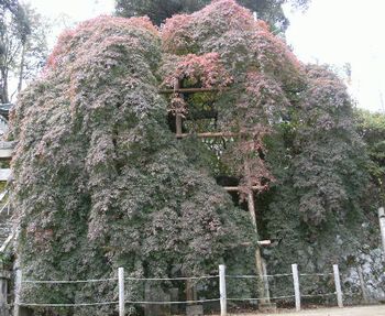 紅葉